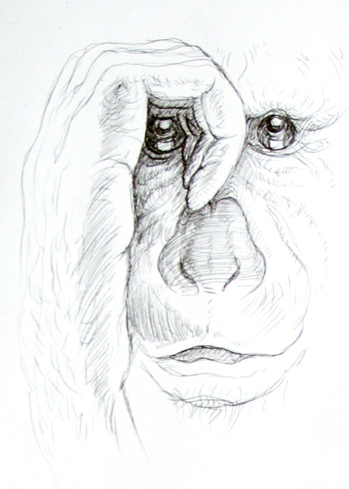 Mitsy Groenendijk - Apenportret pen op papier 21 x 14,5 cm € 350,-