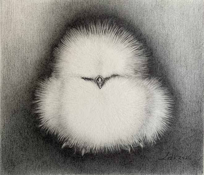 48 Lolkje van der Kooi - Kuiken uilnachtzwaluw