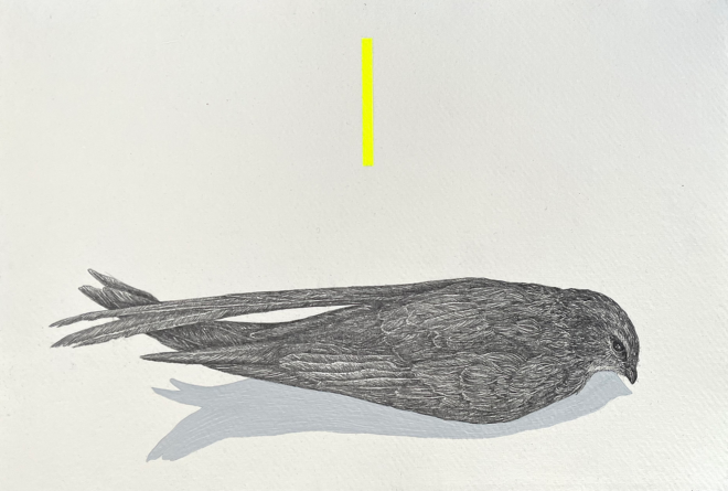 58 Sabine Liedtke - Gierzwaluw I